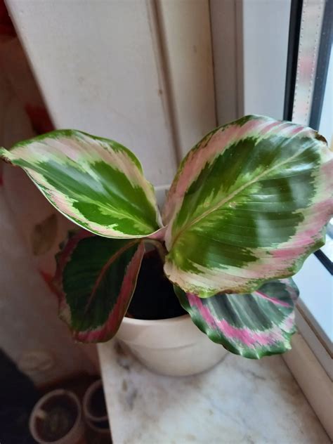 Calathea Roseopicta Illustris Planta K P P Tradera