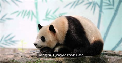 Dujiangyan Panda Base Panda Keeper Program Day Tour From Chengdu