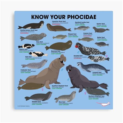 "Know Your Phocidae" Canvas Print for Sale by PepomintNarwhal | Redbubble