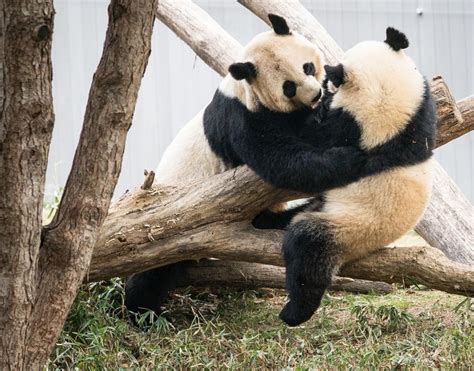 Two Panda Bears Are Sitting On Some Logs