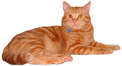 Download Hd Feline Vaccines Orange Tabby Cat Transparent Background