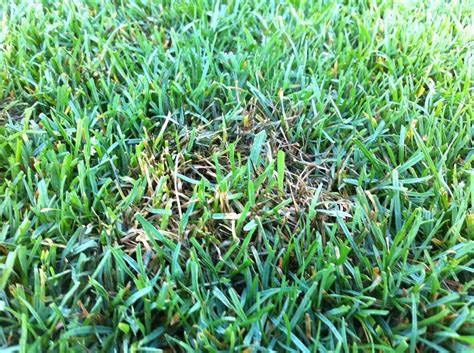 The Best Types Of Rye Grass For Lawns And Pastures Rye Grass Types Of Grass Perennial Ryegrass