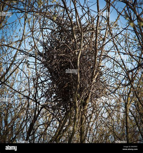 Magpie Nest Hi Res Stock Photography And Images Alamy