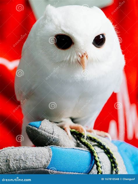 A cute baby pure white owl stock photo. Image of hair - 167810548