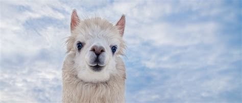 Meta Lets Its Largest Llama Ai Model Loose Into The Open Field