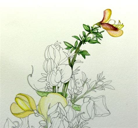 Lizzie Harper Step Botanical Sketchbook Study O Botanical