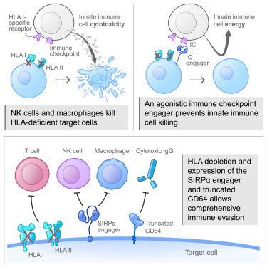 Hla Ipsc Cell Stem Cell X Mol