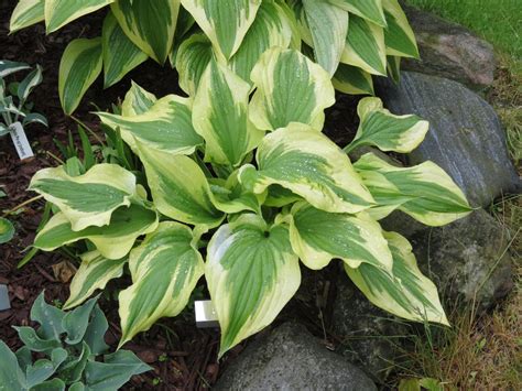 Silk Road Hosta Hostas Store