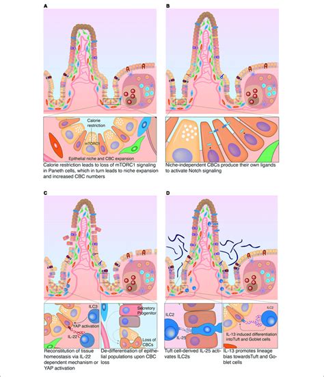 Plasticity Of The Intestinal Epithelium Upon Different Challenges