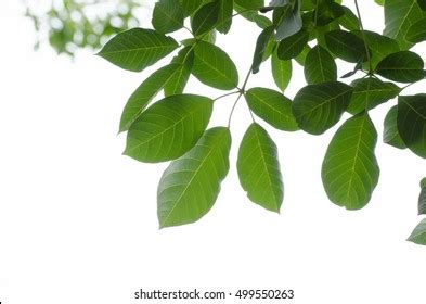 Tree Leaf Frame On White Background Stock Photo 499550263 Shutterstock