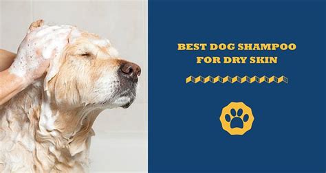 Best Dog Shampoo For Dry Itchy Skin – Treat Dry Skin On Dogs