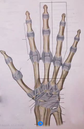 Ligaments De La Main Vue Dorsale Flashcards Quizlet