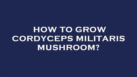 How To Grow Cordyceps Militaris Mushroom YouTube