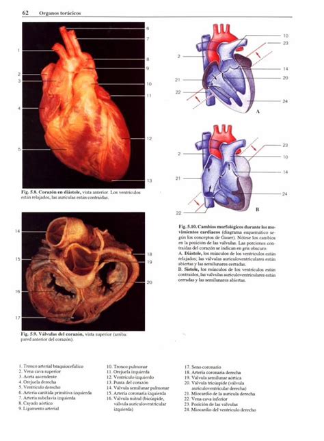 Pdf Atlas Fotogr Fico De Anatom A Del Cuerpo Humano Dokumen Tips