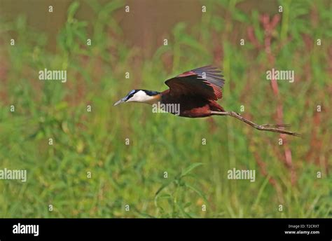 African Jacana Actophilornis Africanus In Flight Africa Stock Photo