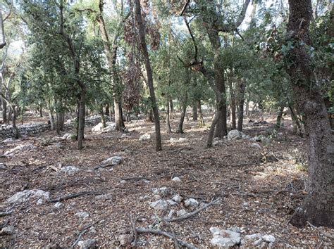 Mejora sanitaria del encinar de las fincas públicas de Menut y Binifaldó