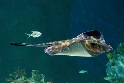 Southern Stingray - The Living Planet Aquarium