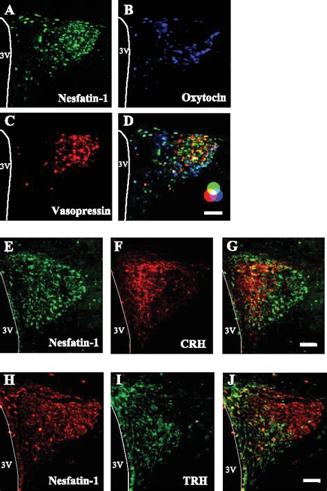 Figure 1 From Nesfatin 1 Neurons In Paraventricular And Supraoptic