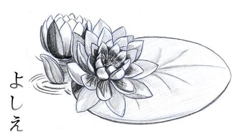 Lily Pad Drawing Water Lily Drawing Lilies Drawing Flower Drawing