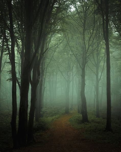 Dreamy Trail In Foggy Forest Stock Photo Image Of Fairy Field 91286040