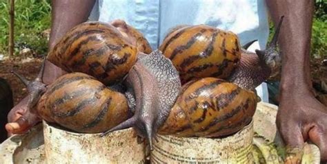 Lo Que Necesitas Saber Sobre El Caracol Gigante Africano Especie