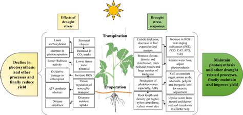 Effects Of Drought Stress And Morpho Physiological Responses In Plants