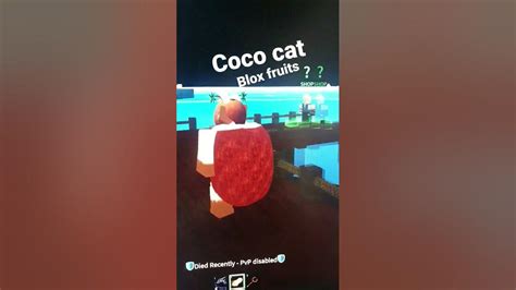 Coco Cat Lol Youtube