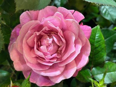 Rosier Our Last Summer Rose Bourbon Achat Et Vente De Rosiers En Ligne