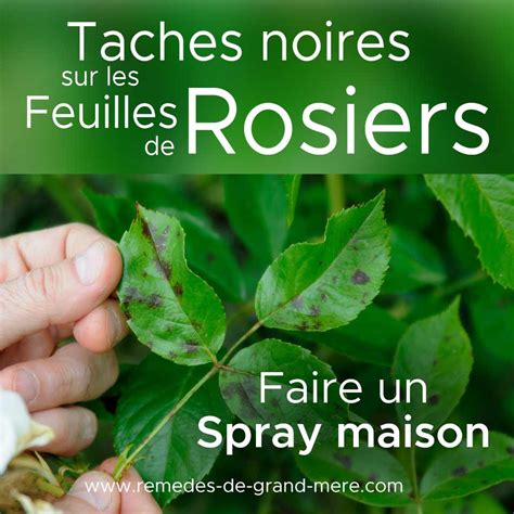 Des Taches Noires Sur Les Feuilles Du Rosier Que Faire Rem Des De