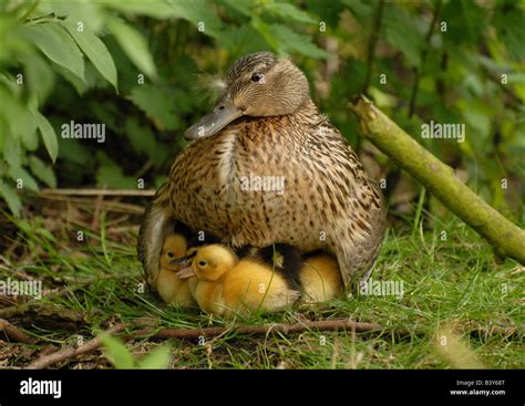 female mallard protecting ducklings under her wings Stock Photo - Alamy