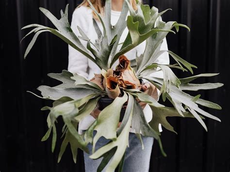 Brown Staghorn Fern Leaves Causes And How To Fix It Fiddle And Thorn