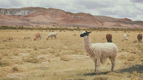 O QUE É QUE A AMÉRICA SUL TEM DESCUBRA OS DESTINOS INCRÍVEIS DA PARTE