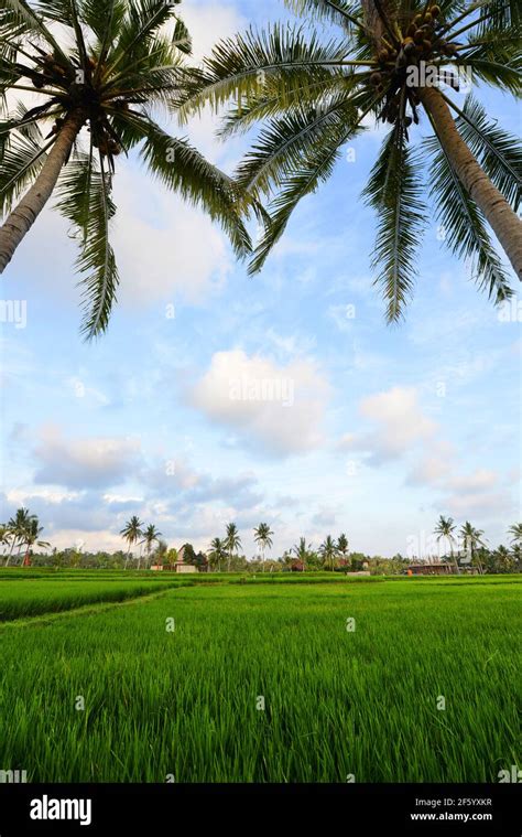 Endless Green Paddy Fields In Bali Indonesia Stock Photo Alamy