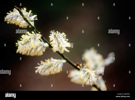 Pussy Willows Salix Discolor Stock Photo Alamy