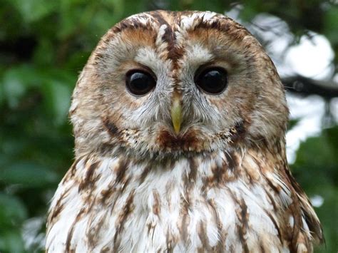 Chouette Hulotte Strix Aluco Tawny Owl Gouda The Flickr