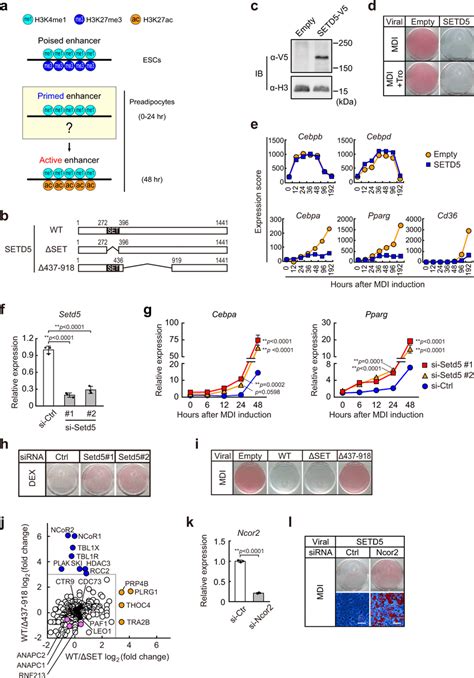 Setd Associates With Ncor And Hdac To Inhibit Cebpa And Pparg