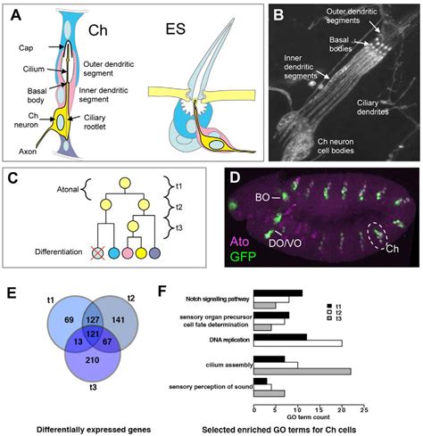 Figure 1 From The Gene Regulatory Cascade Linking Proneural