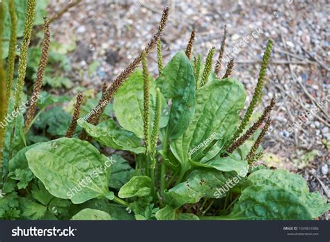 Plantago Major Plants Stock Photo 1039874386 | Shutterstock