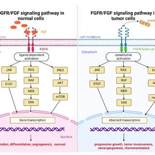 Fibroblast Growth Factor Receptor Fgfr Signaling Pathway In Normal