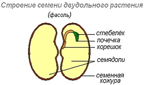 ГДЗ Биология 5 - 6 класс (Линия Жизни) Пасечник. §38. Вопросы Номер 2