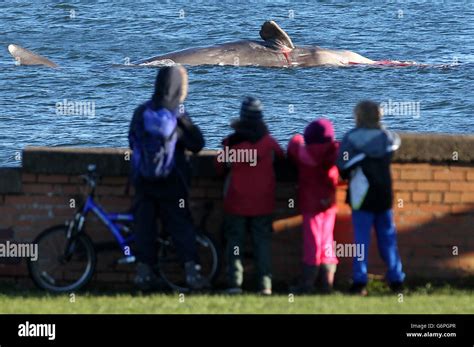 Members Of The Public Look At A Dead Sperm Whale That Washed Ashore Near Portobello Beach Close