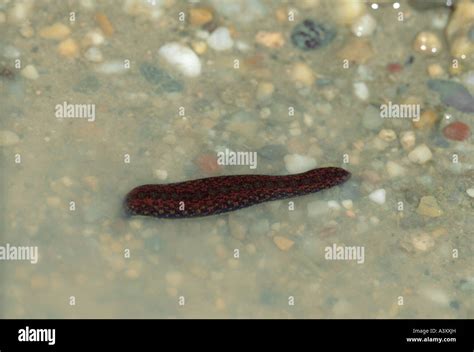 Structure Of Cattle Leech Hirudo Zoology