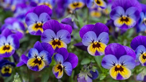 Violet Flower: How to Plant, Grow, and Care for Viola