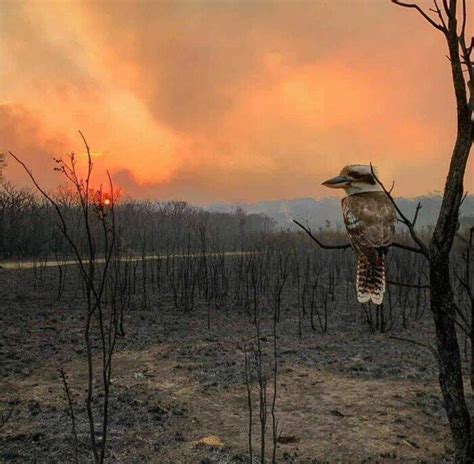 Immagini Raccontano L Inferno Degli Incendi In Australia