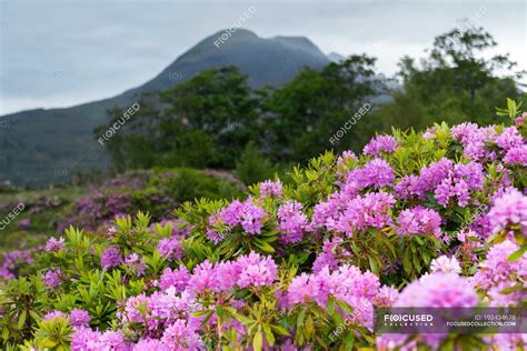 Beautiful Rhododendron Flowers At West Highland Scotland — Nobody