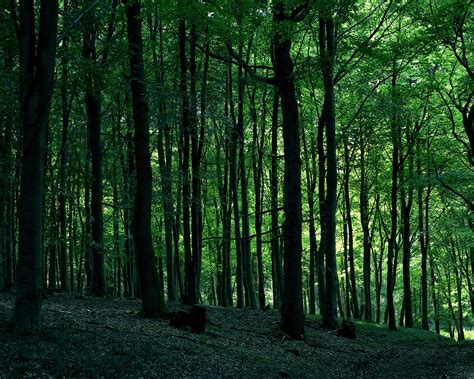 Green Forest Tree 1280 X 1024 Wallpaper