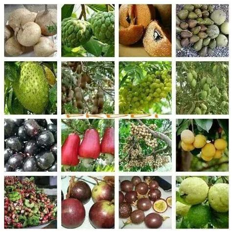 Philippine Fruits Season - philippi design