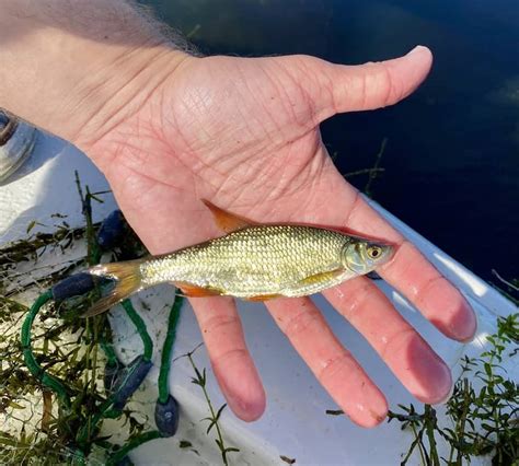How To Catch Wild Shiners For Bait (Step By Step W/Pics) • Panfish Nation