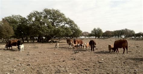 Coastal Bend Agriculture Briefs Drought Feeding Management For Cattle