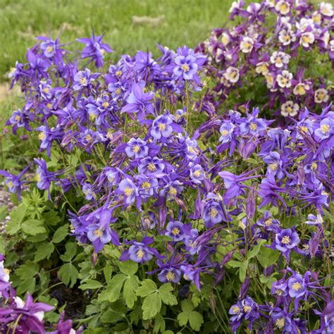 Aquilegia Earlybird™ Purple Blue Pas1258487 Walters Gardens Inc